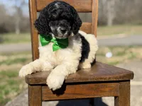 AKC Wilson , a male Poodle - Multi-Colored Standard for sale in Mayfield, KY – Photo 4 of 10