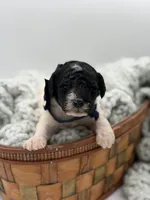 AKC Navy Tri color, a male Poodle - Multi-Colored Standard for sale in Mayfield, KY – Photo 5 of 6