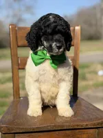 AKC Wilson , a male Poodle - Multi-Colored Standard for sale in Mayfield, KY – Photo 9 of 10