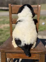 AKC Wilson , a male Poodle - Multi-Colored Standard for sale in Mayfield, KY – Photo 6 of 10