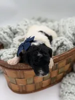 AKC Navy Tri color, a male Poodle - Multi-Colored Standard for sale in Mayfield, KY – Photo 6 of 6