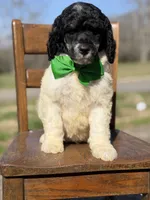 AKC Wilson , a male Poodle - Multi-Colored Standard for sale in Mayfield, KY – Photo 10 of 10