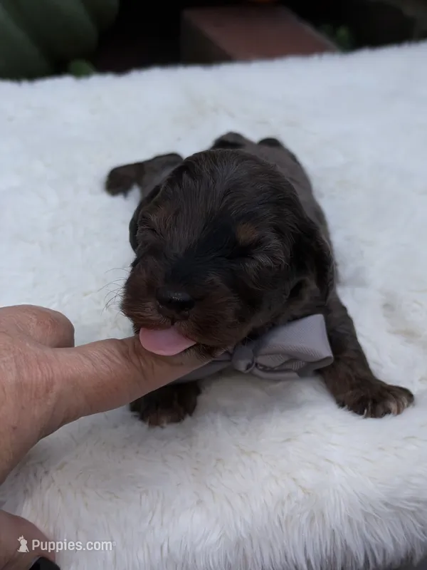 Gray bow – Miniature Bernedoodle puppy for sale in Mayfield, KY