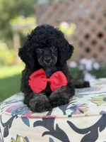 AKC Parker, a male Poodle - Toy  for sale in Mayfield, KY – 2 of 9
