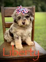Liberty, a female Miniature Bernedoodle for sale in Mayfield, KY – 10 of 10