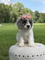 Lola, a female Cavapoo for sale in Mayfield, KY – 5 of 10