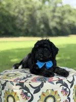 F1 Tyler, a male Bernedoodle for sale in Mayfield, KY – 6 of 9