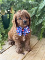 F1 Clark, a male Cavapoo for sale in Mayfield, KY – 9 of 10