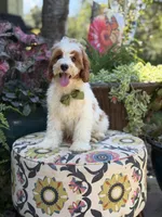 F1B Landon, a male Cavapoo for sale in Mayfield, KY – 2 of 10