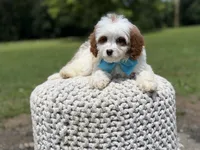 Dawson, a male Cavapoo for sale in Mayfield, KY – 5 of 10