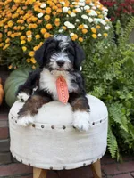 F1 Vance, a male Bernedoodle for sale in Mayfield, KY – 6 of 10