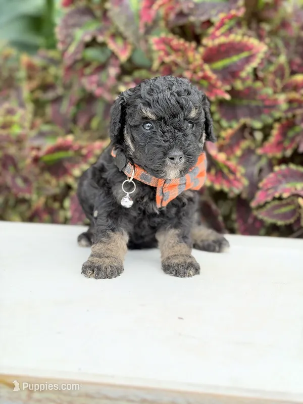 Hank – Miniature Bernedoodle puppy for sale in Mayfield, KY