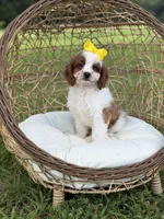 F1 Chloe, a female Cavapoo for sale in Mayfield, KY – 4 of 10