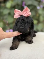 Jenny, a female Miniature Bernedoodle for sale in Mayfield, KY – 4 of 6