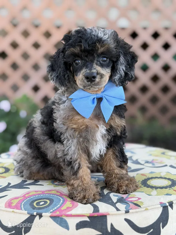 ALC Prince – Poodle - Toy  puppy for sale in Mayfield, KY