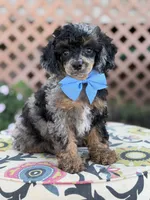 ALC Prince, a male Poodle - Toy  for sale in Mayfield, KY – 1 of 10
