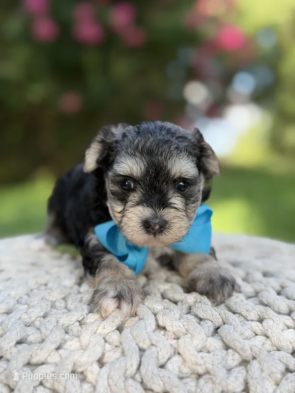 F1B Tucker – Maltipoo puppy for sale in Mayfield, KY
