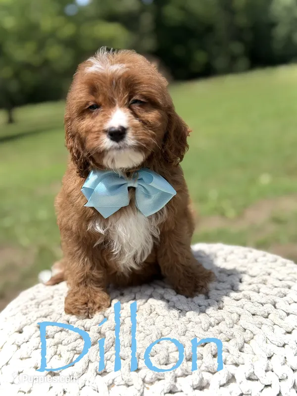 Dillon – Cavapoo puppy for sale in Mayfield, KY