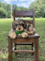 F1 Trace, a male Cavapoo for sale in Mayfield, KY – 6 of 10