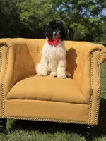 AKC Wilson , a male Poodle - Multi-Colored Standard for sale in Mayfield, KY – 7 of 10