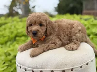 Paxton , a male Miniature Goldendoodle for sale in Mayfield, KY – 7 of 8