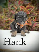 Hank, a male Miniature Bernedoodle for sale in Mayfield, KY – 7 of 9