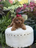 Ruby, a female Cavapoo for sale in Mayfield, KY – 8 of 9