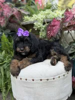 F1B Bernice , a female Bernedoodle for sale in Mayfield, KY – 10 of 10