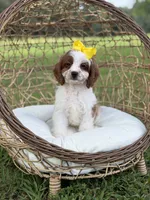 F1 Chloe, a female Cavapoo for sale in Mayfield, KY – 6 of 10