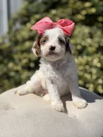 Dolly, a female Cavapoo for sale in Mayfield, KY – 4 of 10