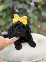Jasmine, a female Miniature Bernedoodle for sale in Mayfield, KY – 4 of 5