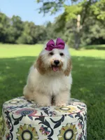 Nelly, a female Miniature Goldendoodle for sale in Mayfield, KY – 5 of 10