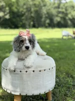 Lola, a female Cavapoo for sale in Mayfield, KY – 9 of 10