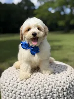 Lincoln, a male Maltipoo for sale in Mayfield, KY – 3 of 10