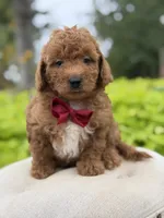 Parker , a male Miniature Goldendoodle for sale in Mayfield, KY – 8 of 10