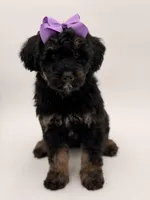 Cassie, a female Bernedoodle for sale in Mayfield, KY – Photo 2 of 10