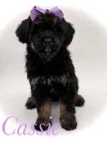 Cassie, a female Bernedoodle for sale in Mayfield, KY – Photo 1 of 10