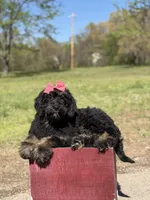 Cassie, a female Bernedoodle for sale in Mayfield, KY – Photo 5 of 10