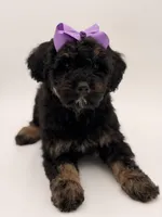 Cassie, a female Bernedoodle for sale in Mayfield, KY – Photo 6 of 10