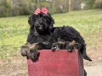 Cassie, a female Bernedoodle for sale in Mayfield, KY – Photo 9 of 10