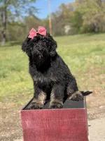 Cassie, a female Bernedoodle for sale in Mayfield, KY – Photo 3 of 10