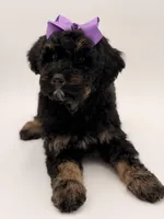Cassie, a female Bernedoodle for sale in Mayfield, KY – Photo 10 of 10
