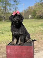 Cassie, a female Bernedoodle for sale in Mayfield, KY – Photo 7 of 10
