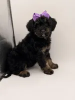 Cassie, a female Bernedoodle for sale in Mayfield, KY – Photo 7 of 10