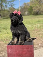 Cassie, a female Bernedoodle for sale in Mayfield, KY – Photo 8 of 10