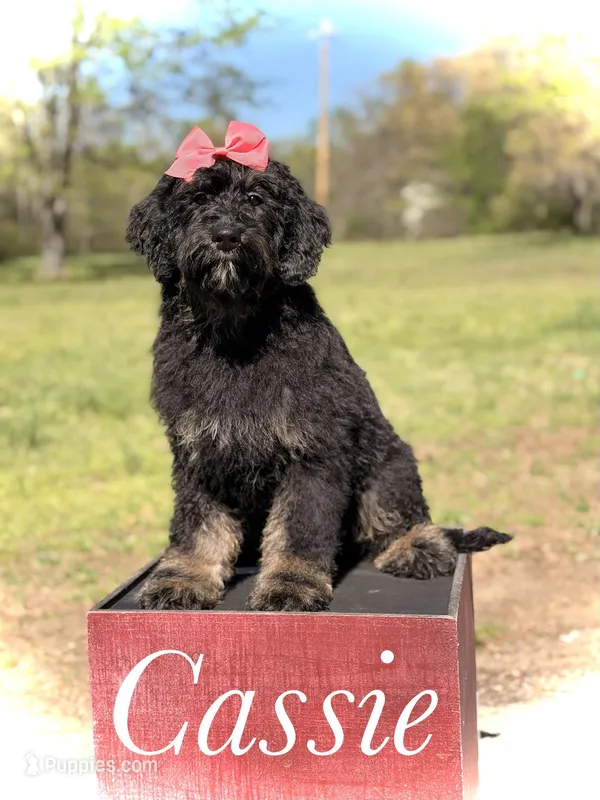 Cassie – Bernedoodle puppy for sale in Mayfield, KY