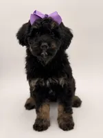 Cassie, a female Bernedoodle for sale in Mayfield, KY – Photo 3 of 10