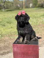Cassie, a female Bernedoodle for sale in Mayfield, KY – Photo 2 of 10