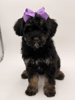 Cassie, a female Bernedoodle for sale in Mayfield, KY – Photo 5 of 10