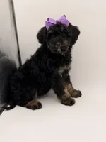 Cassie, a female Bernedoodle for sale in Mayfield, KY – Photo 8 of 10